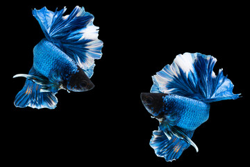 Wall Mural - Betta splendens fighting fish in Thailand on isolated black background. The moving moment beautiful of blue&white Siamese betta fancy fish with copy space.