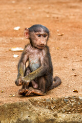 Wall Mural - Baby baboon on the edge of the Ngorongoro crater - Tanzania