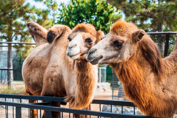 The family of the camels in the zoo