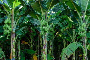 Wall Mural - Bunch of green bananas in the garden.