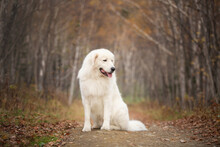 Profile Portrait Of Big Beautiful Maremma Dog Sitting In The Autumn Forest. White Fluffy Italian Sheepdog