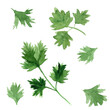 Set of green parsley or coriander leaves watercolor illustration on white