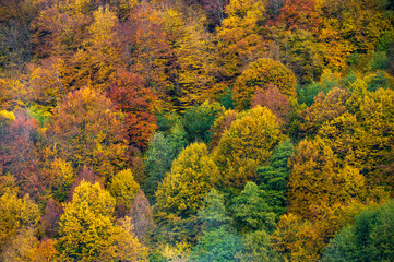Wall Mural - the mountain autumn landscape with colorful forest