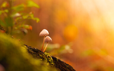Wall Mural - Beautiful closeup of forest mushrooms. Gathering mushrooms. Mushrooms photo, forest photo, forest background