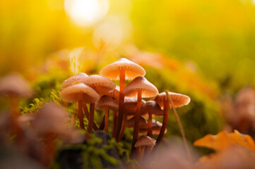 Wall Mural - Beautiful closeup of forest mushrooms. Gathering mushrooms. Mushrooms photo, forest photo, forest background