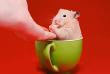 Golden Hamster In Green Cup On Red Background