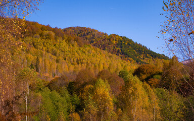 Wall Mural - the mountain autumn landscape with colorful forest