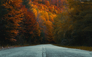 Wall Mural - the mountain autumn landscape with colorful forest