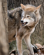 A Red Wolf Snarling At A Beta Male