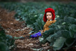 © inpoint_studio - a little boy in a yellow jacket and red hat in a field of cabbage at the harvest