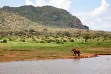 One Elephant On The Waterhole Is Hunting The Birds