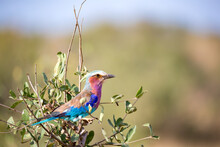 Colorfull Bird Is Sitting On The Tree In The Savannah In Kenya
