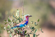 Colorfull Bird Is Sitting On The Tree In The Savannah In Kenya