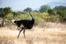 An Ostrich In The Landscape Of The Savannah In Kenya