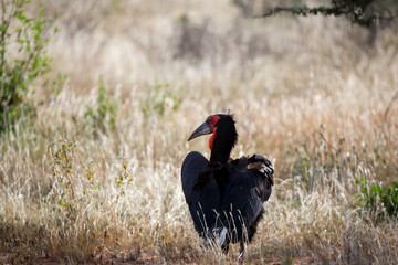 Wall Mural - Big black bird with a red face in the grass