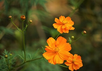 Pretty yellow cosmos flower (Cosmos bipinnatus) on soft focus green garden background, Autumn in GA USA.