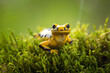 Fire salamander (Salamandra salamandra) is the best known salamander, with its black spots on yellow body. Fire salamanders live in forest of Central Europe and hilly areas, ponds or brooks.