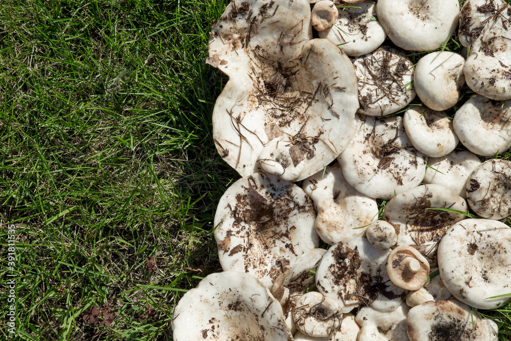 Russulaceae White Lactarius resimus mushroom genus Lactarius family Russulaceae ...