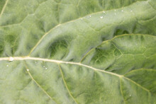 Green Velvet Leaf With Dew Drops