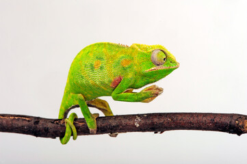 Wall Mural - Lesser chameleon (Furcifer minor)