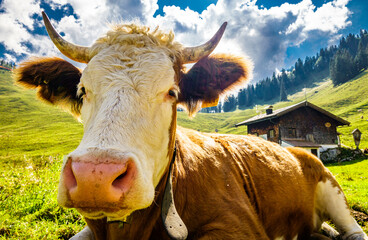 Sticker - cow at the european alps