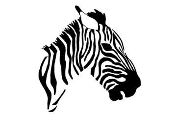  Vector portrait of zebra isolated on white background, illustration