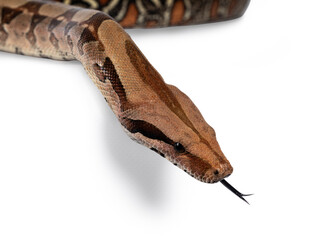 Leinwandbilder - Head shot of female adult Boa constrictor aka