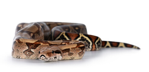 Leinwandbilder - Female adult Boa constrictor aka