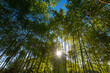 The bamboo top of the trees on blue sky and sun background.