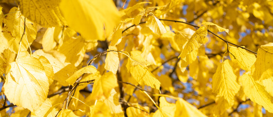 Wall Mural - Yellow autumn leaves on the tree. Autumn background