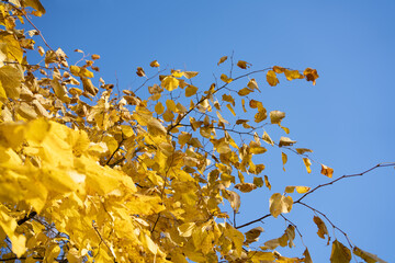 Wall Mural - Yellow leaves on a tree against the sky