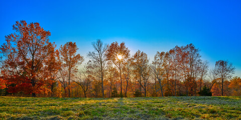 Wall Mural - setting sun behind fall colored trees with blue sky.