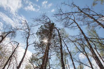 clouds and trees. Rassypnaya mountain in Bashkortostan