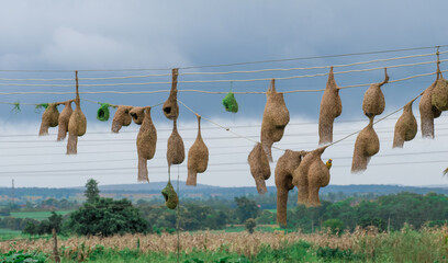 Landscape view of row of baya weaver bird nests hanging on the electrical line wire.