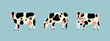 Set of three various cute Cows. Black and white colors. Hand drawn colored trendy Vector illustrations. Funny characters. Cartoon style. Isolated on blue background