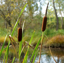 Two Reeds On A Swamp In The Forest