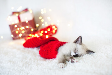 Wall Mural - Kitten sleep in christmas hat