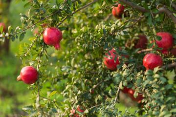 Wall Mural - Fall pomegranate harvest