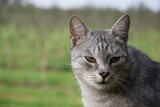 Fototapeta Zwierzęta - Szary kot