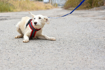 scared white beautiful puppy on a leash for a walk.