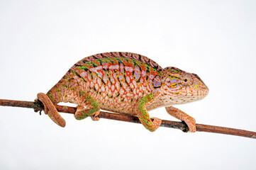 Wall Mural - Teppichchamäleon (Furcifer lateralis) - Carpet chameleon