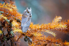 He Eurasian Scops Owl (Otus Scops), Also Known As The European Scops Owl Or Just Scops Owl, Is A Small Owl. This Species Is A Part Of The Larger Grouping Of Owls Known As Typical Owls