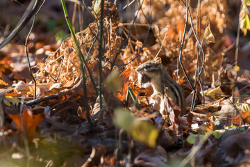 Wall Mural - eastern chipmunk (Tamias striatus) in autumn