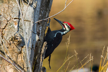 Sticker - Male pileated woodpecker (Dryocopus pileatus) autumn