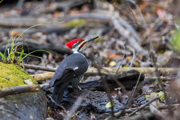 Sticker - Male pileated woodpecker (Dryocopus pileatus) autumn