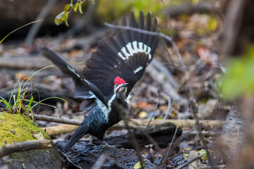 Poster - Male pileated woodpecker (Dryocopus pileatus) autumn take off