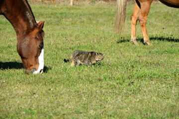 Tierische Freundschaft. Getigerte Katze mit Pferd