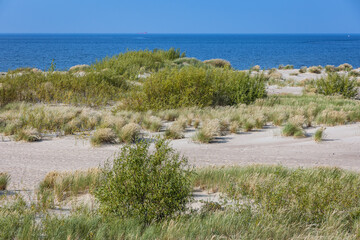 Wall Mural - Nature reserve for birds called Mewia Lacha on Sobieszewo Island, Gdansk Bay in the Baltic Sea, Poland