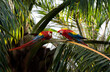Macaw Pair, Scarlet macaw, Ara macao love, monogamous animals, two Bird Wild Red Yellow Blue colored colorful two adorable beautiful Parrots in Costa Rica sitting on Palm Tree, watching, perfect shot