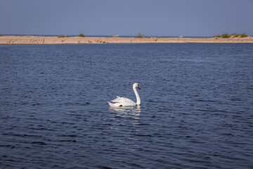 Wall Mural - Swan in nature reserve for birds called Mewia Lacha on Sobieszewo Island, Gdansk Bay in the Baltic Sea, Poland